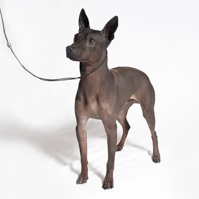 Ксолоитцкуинтли - древняя порода безволосых собак: особенности породы» —  создано в Шедевруме