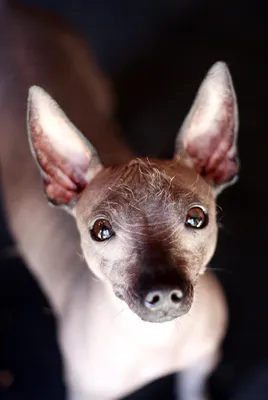 Ксолоитцкуинтли - мексиканская голая собака - Сайт про домашніх улюбленців