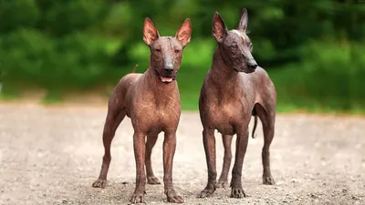 Ксолоитцкуинтли: порода собак, которая любит людей» — создано в Шедевруме