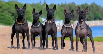 Лысые собаки: топ-5 редких пород без шерсти