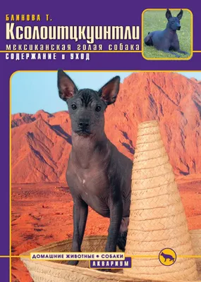 Перуанская голая собака — Википедия