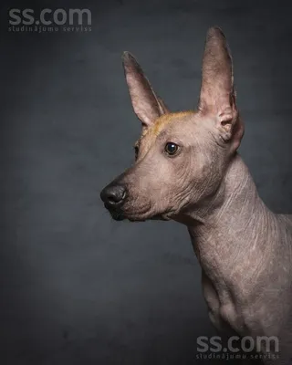 Перуанская голая собака (Peruvian Hairless Dog) - это умная, привязчивая и  активная порода собак. Описание, фото, отзывы.