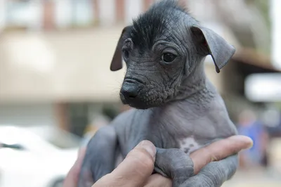 Ксолоитцкуинтли: описание породы, 🐕 характеристики собаки, характер, уход,  фото