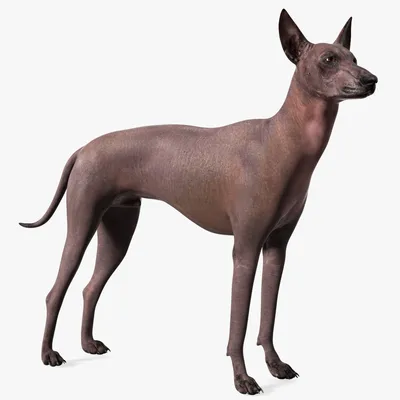 🐶Пёсики породы Ксолоитцкуинтли у нас в гостях – это одна из древнейших пород  собак, которая родом из Мексики. Какой характер у таких… | Instagram