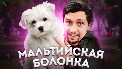 Собака болонка: фото и описание, характеристика породы - Animallist.ru