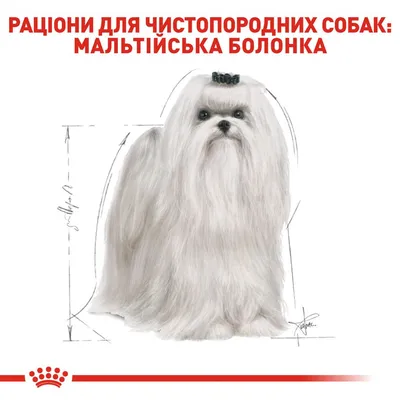 Мальтийская болонка: все о собаке, фото, описание породы, характер, цена