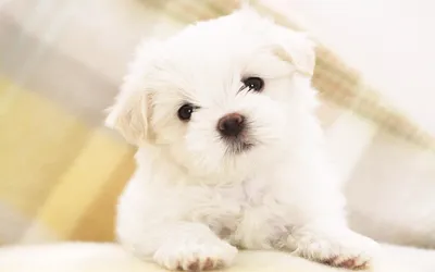щенок мальтезе микро мини maltese puppy | Декоративные собаки, Щенки  мальтийской болонки, Бишон