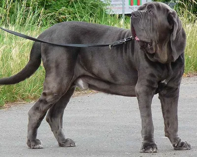 Неаполитанский мастиф (Neapolitan Mastiff) - массивная, сильная и  энергичная порода собак. Фото, описание, цены.