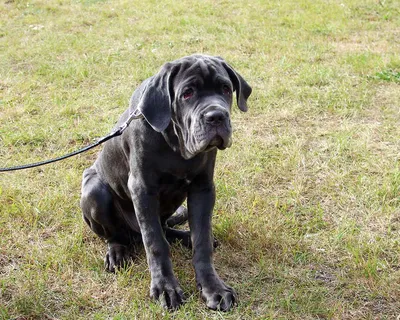 Неаполитанский мастиф (Neapolitan Mastiff) - массивная, сильная и  энергичная порода собак. Фото, описание, цены.