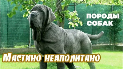 Неаполитанский мастиф (Neapolitan Mastiff) - массивная, сильная и  энергичная порода собак. Фото, описание, цены.