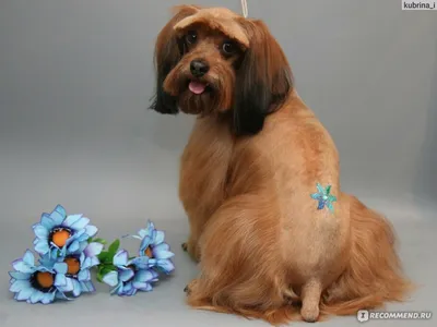 Петербургская орхидея - фото собаки, описание породы, фото, цена
