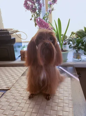 family members on Instagram: \"Собака породы Петербургская орхидея — это не  просто собака, это подарок судьбы. Достоинства: задор, активность, радость  и любовь. Недостатки: любит сидеть на руках и даже может заснуть. Но