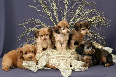 7 модных пород собак, которые пришли на смену старым - Питомцы Mail.ru