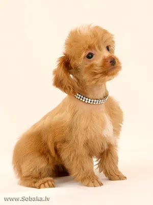 5 новых пород мини-собак: приготовьтесь умиляться! | ВКонтакте