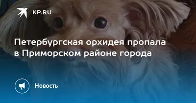 Петербургская орхидея: фото собаки и описание породы, советы по выбору  щенков, содержание и уход
