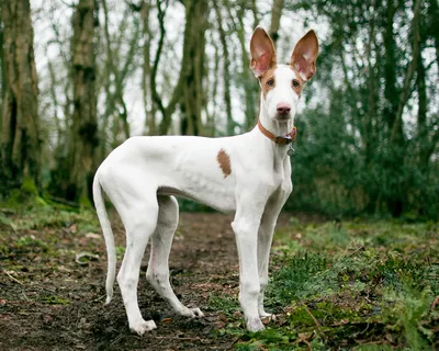 Поденко ибиценко (Ibizan Hound) - это умная, дружелюбная и редкая порода  собак. Фото, описание и отзывы.