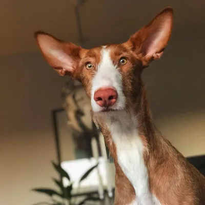 Поденко ибиценко (Ibizan Hound) - это умная, дружелюбная и редкая порода  собак. Фото, описание и отзывы.