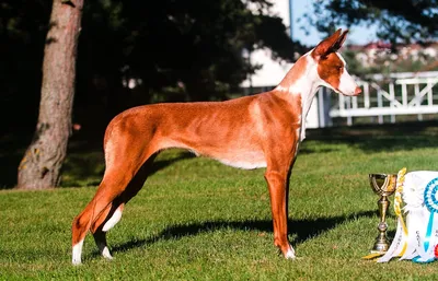 Поденго (поденгу) ибиценко (Ibizan Hound) (Породы собак) поденко ибиценко,  поденго фото, собака поденко, поденго порода, щенки поденго, купить  поденго, поденко ибиценко фото, порода поденко Энциклопедия о животных  EGIDA.BY