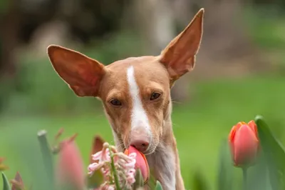 Поденко ибиценко (Ibizan Hound) - это умная, дружелюбная и редкая порода  собак. Фото, описание и отзывы.