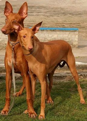 Поденко ибиценко - фото породы собаки, характеристика и описание характера поденко  ибиценко | Royal Canin