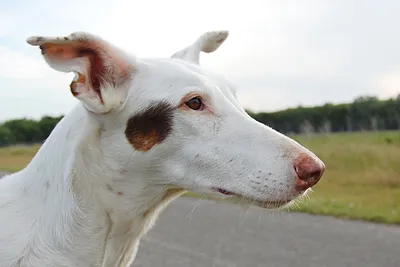 Ивисская борзая – описание, особенности и характер породы собак | Hill's Pet