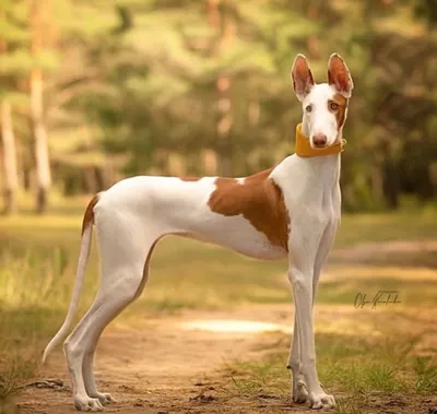 Поденко ибиценко порода собак милый мультфильм кавайи персонаж животное  домашнее животное изолированная наклейка иллюстрация | Премиум векторы