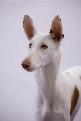Редкая порода собак: Поденко ибиценко | Pet Fabric | Дзен