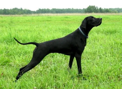 Английский пойнтер (English pointer) (Породы собак) Энциклопедия о животных  EGIDA.BY