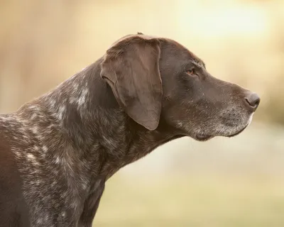 Английский пойнтер (Canis lupus familiaris 'English Pointer') - Rock  Identifier