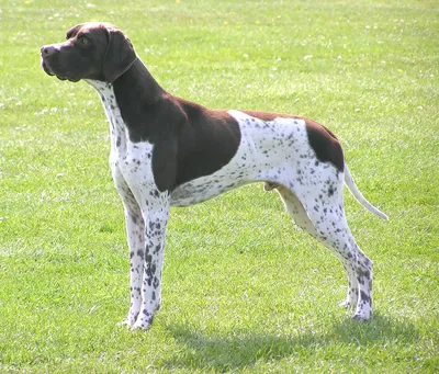 Немецкий курцхаар (German Shorthaired Pointer) (Породы собак) курцхаар  собака, курцхаар фото, курцхаар купить, щенки курцхаара, курцхаар собака  фото, собака немецкий курцхаар, немецкая легавая курцхаар Энциклопедия о  животных EGIDA.BY