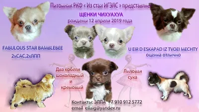 Пти брабансон: все о породе собак, характеристики, фото, характер