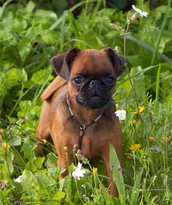 Пропала собака породы Пти Брабансон в Дмитрове | Pet911.ru