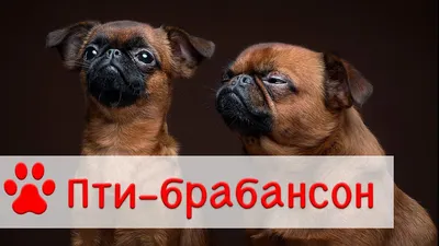 Шоколадный кобель Пти Брабансона для вязок в Москве