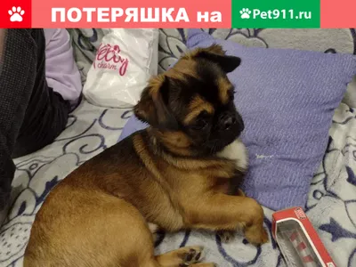 Брабантский гриффон / пти-брабансон - «Самое лучшее создание❤️Это точно  собака? Может,все-таки,человек?🤔Много фото❤️» | отзывы