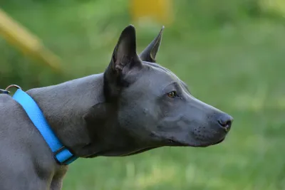 Тайский риджбек (Thai Ridgeback) - это очень умная, внимательная и  выносливая порода собак. Фото, отзывы, описание.