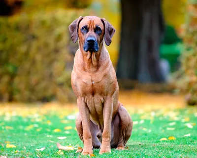Родезийский риджбек: все о собаке, фото, описание породы, характер, цена