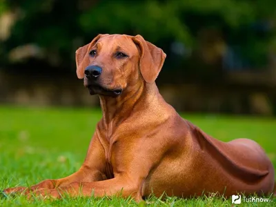 Тайский риджбек собака: фото, характер, описание породы