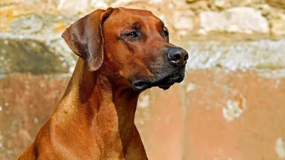 Родезийский риджбек (Rhodesian Ridgeback) - это умная, смелая, бдительная и  независимая порода собак. Фото, описание, отзывы владельцев.