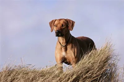 Родезийский риджбек - уникальная и редкая порода собак из Южной Африки |  Собаки | Dogsacademy.ru | Дзен