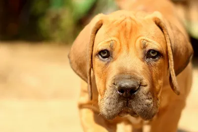 Тайский риджбек (Thai Ridgeback) - это очень умная, внимательная и  выносливая порода собак. Фото, отзывы, описание.