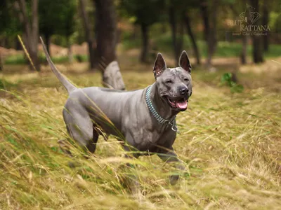 Kiswahili Ridgeback - Сайт монопородного розплідника Родезійських Риджбеків