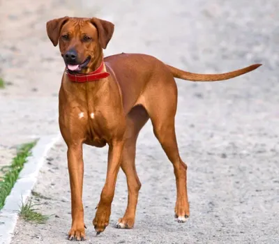 Тайский риджбек (Thai Ridgeback) - это очень умная, внимательная и  выносливая порода собак. Фото, отзывы, описание.