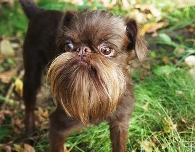 Порода собак с бородой фото фотографии