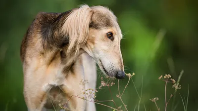 Салюки собака: фото, характер, описание породы