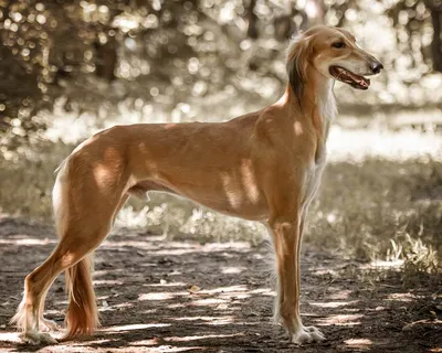 Салюки (Saluki) - это спокойная, уравновешенная и очень быстрая порода собак.  Фото, описание и , описание породы, цены и отзывы.