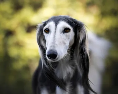 Салюки (Saluki) - это спокойная, уравновешенная и очень быстрая порода собак.  Фото, описание и , описание породы, цены и отзывы.