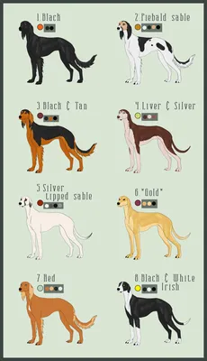 14 известных пород собак, которые оказались очень древними