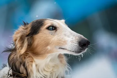 Салюки порода собак на красивом …» — создано в Шедевруме