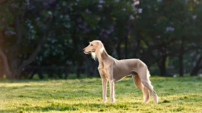 Qansonar.com – Охота, рыбалка и активный туризм - В мире не знают, что у  нас есть древняя и уникальная порода собак Тазы