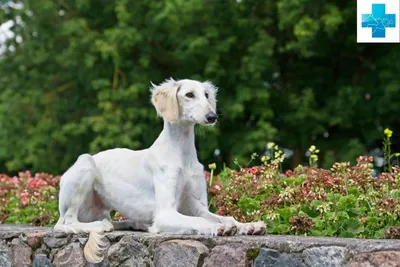 Портрет породы черной собаки Saluki на Naturales Стоковое Фото -  изображение насчитывающей пуща, утес: 177924508